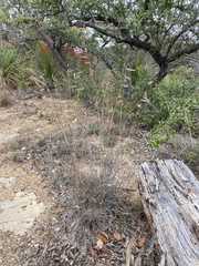 Bouteloua pectinata