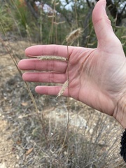 Bouteloua pectinata