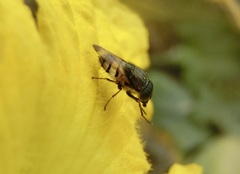 Stomorhina discolor