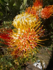 Leucospermum
