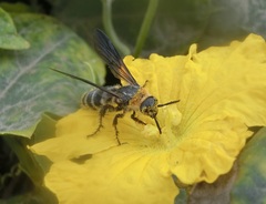 Campsomeriella