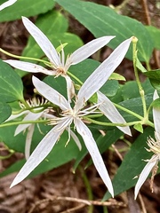Clematis pubescens