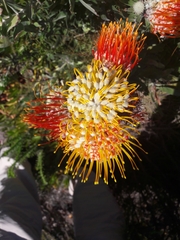 Leucospermum