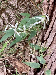 Clematis pubescens