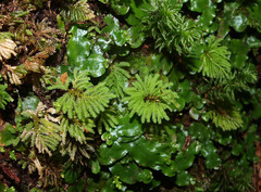 Hypopterygium didictyon