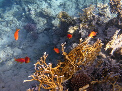 Pseudanthias squamipinnis