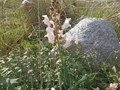 Antirrhinum