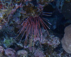 Pterois cincta