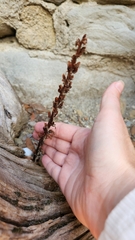 Orobanche hederae