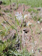Lactuca inermis