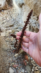 Orobanche hederae