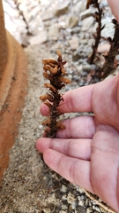 Orobanche hederae