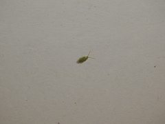 Panchlora