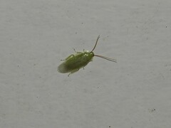 Panchlora