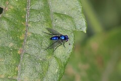 Condylostylus mundus