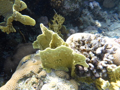 Millepora platyphylla