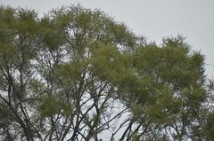 Acacia tephrina