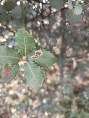 Phyllonorycter belotella