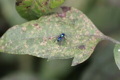 Condylostylus mundus