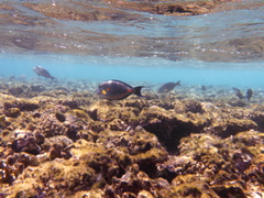 Acanthurus sohal