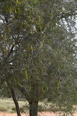 Archidendropsis basaltica