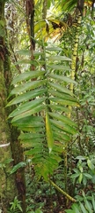 Chamaedorea linearis