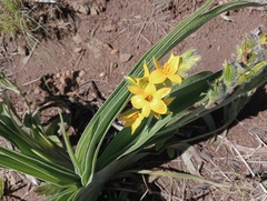 Hypoxis obtusa
