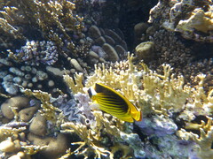 Chaetodon fasciatus