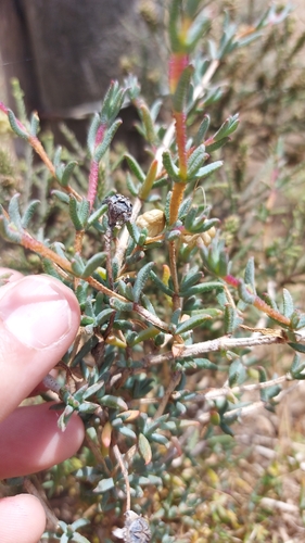 Image of Swartland Spoonfig (Erepsia hallii) by (c) Jacques van der Merwe, some rights reserved (CC BY-SA)