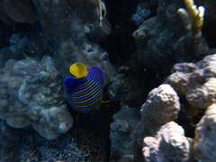 Pygoplites diacanthus