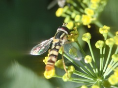 Ischiodon scutellaris