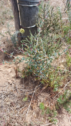 Image of Swartland Spoonfig (Erepsia hallii) by (c) Jacques van der Merwe, some rights reserved (CC BY-SA)