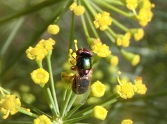 Physiphora