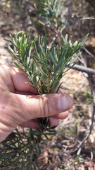 Leucadendron lanigerum lanigerum