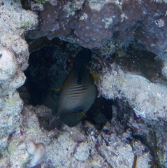 Amanses scopas