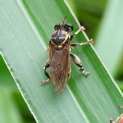 Triclioscelis