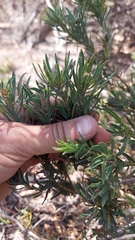Leucadendron lanigerum lanigerum
