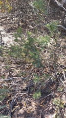 Leucadendron lanigerum lanigerum
