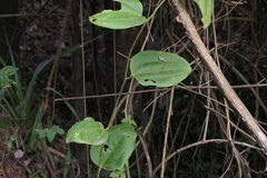 Smilax zeylanica