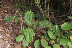 Smilax zeylanica