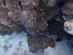 Pseudochromis fridmani