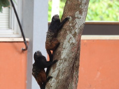 Saguinus weddelli weddelli