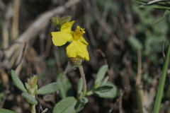 Helianthemum stipulatum