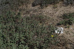 Helianthemum stipulatum