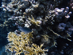 Amblyglyphidodon indicus