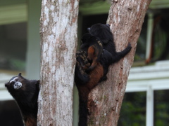 Saguinus weddelli weddelli