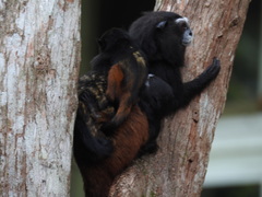 Saguinus weddelli weddelli