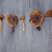 Cortinarius sphagnoravus - Photo (c) David Malloch, some rights reserved (CC BY-NC), uploaded by David Malloch