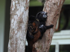 Saguinus weddelli weddelli