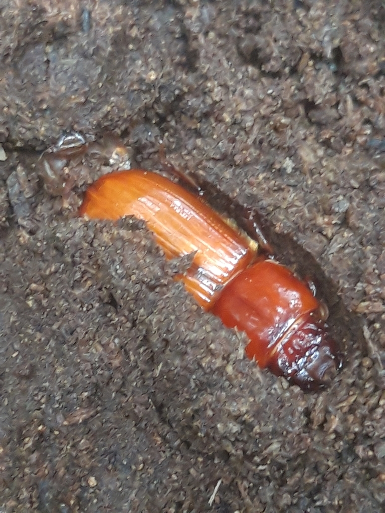 Ptichopus angulatus